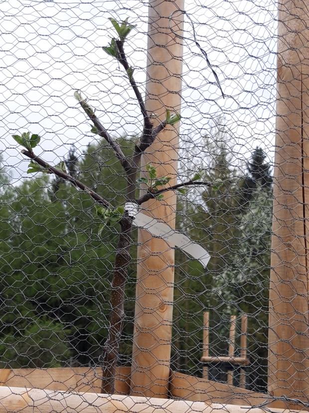 z podzimní výsadby starých odrůd - jaro 2020